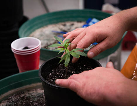 marijuana-grow-tent