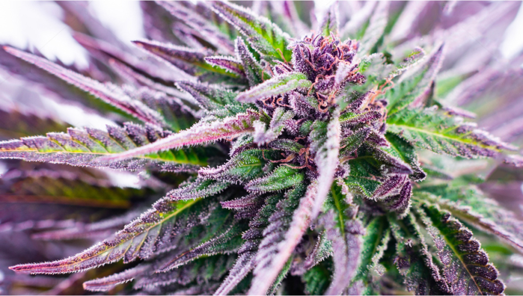 purple-weed-strains