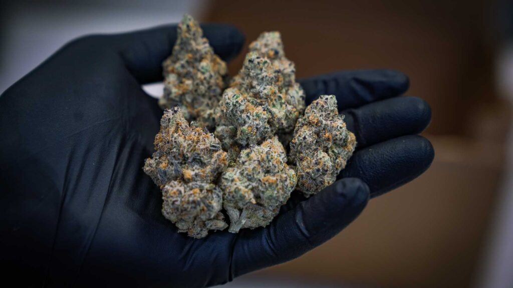 cannabis-in-colorado