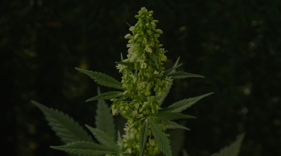 male-weed-plant