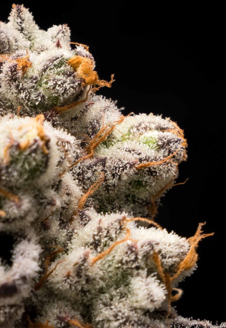 trichomes-on-weed