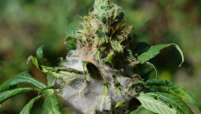 weed-with-mold
