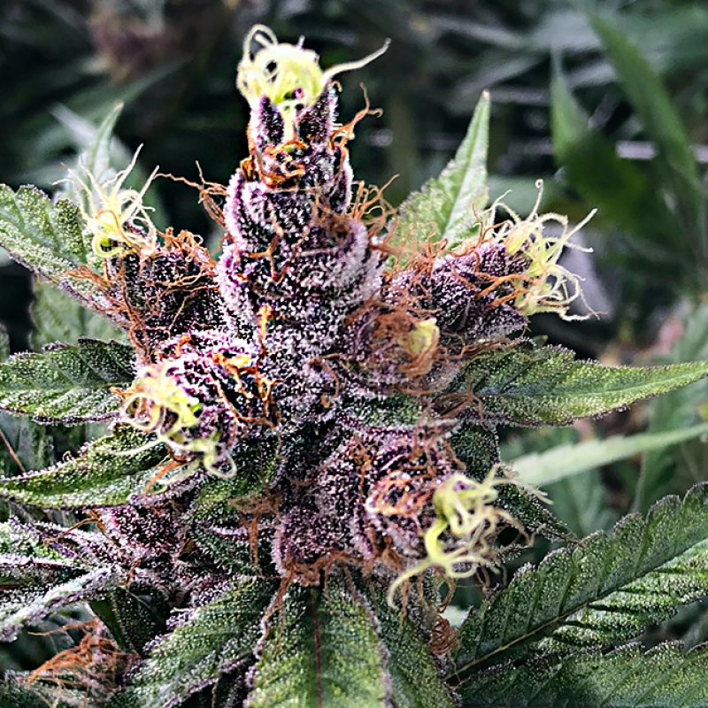 marijuana-flower